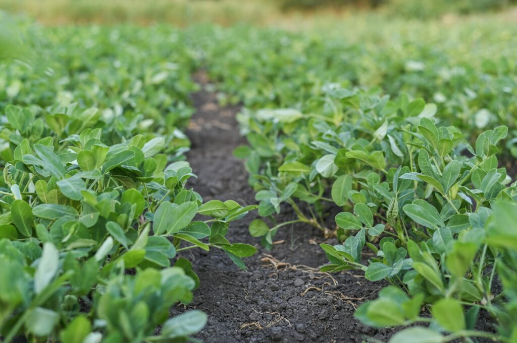 green beds with peanuts. a peanut farm.