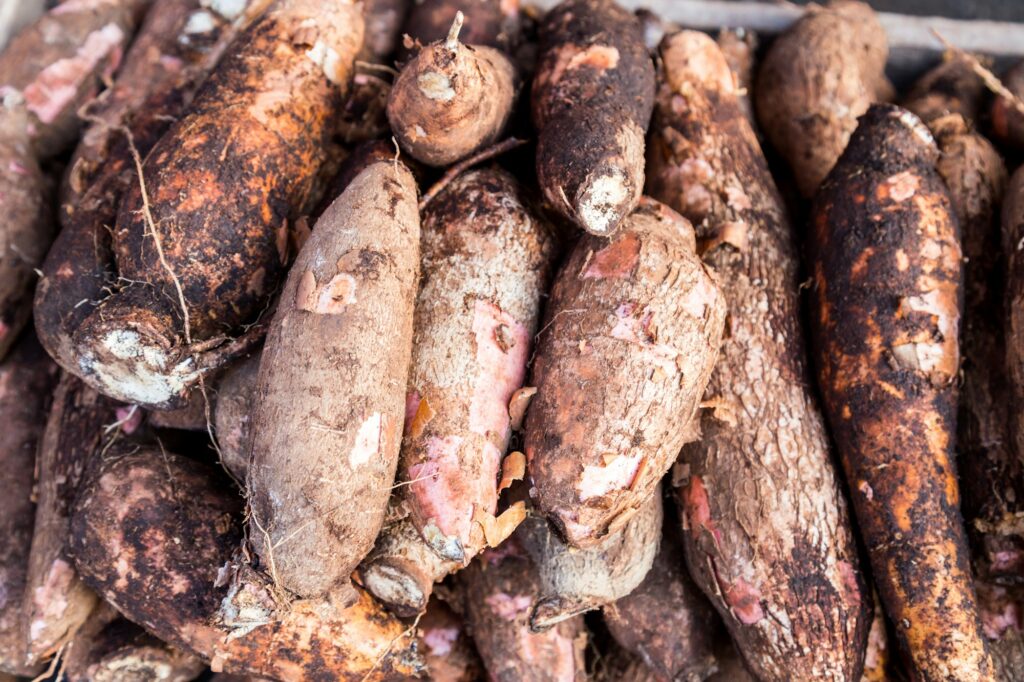 Yam Cultivation in Senegal: From Tradition to Innovation