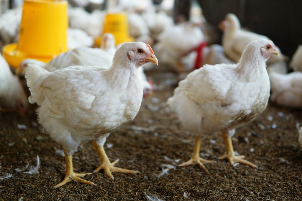 The Role of Poultry in West African Nutrition