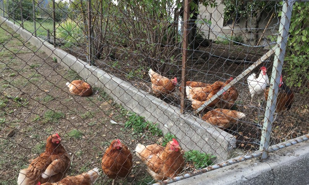 Chickens at the farm in Switzerland