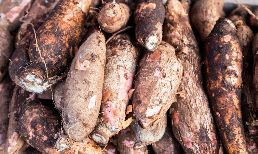 Heap of freshly harvested tapioca roots