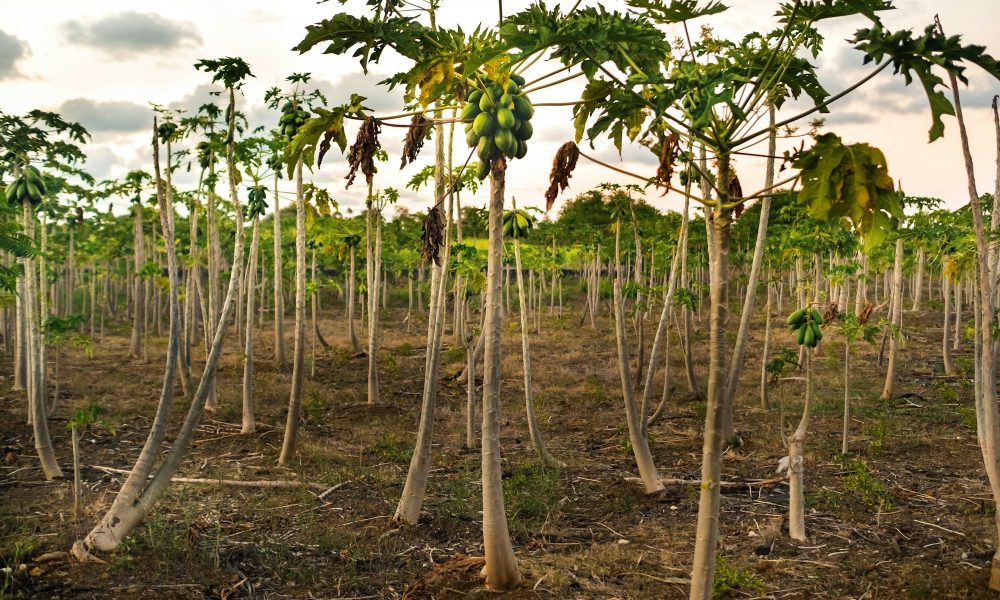 Plantations with papaya trees on the island of Mauritius in Africa