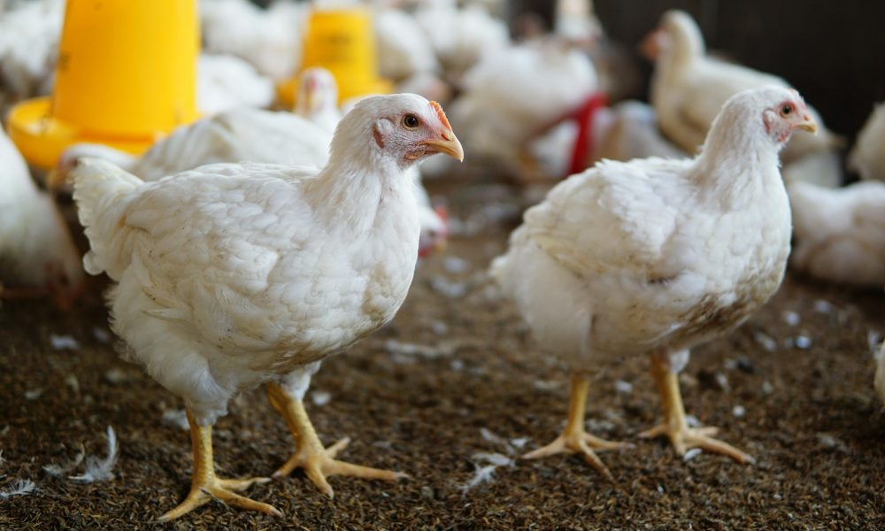 White chicken in a farm